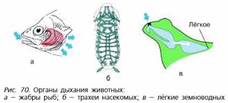 Доклад: Дыхание